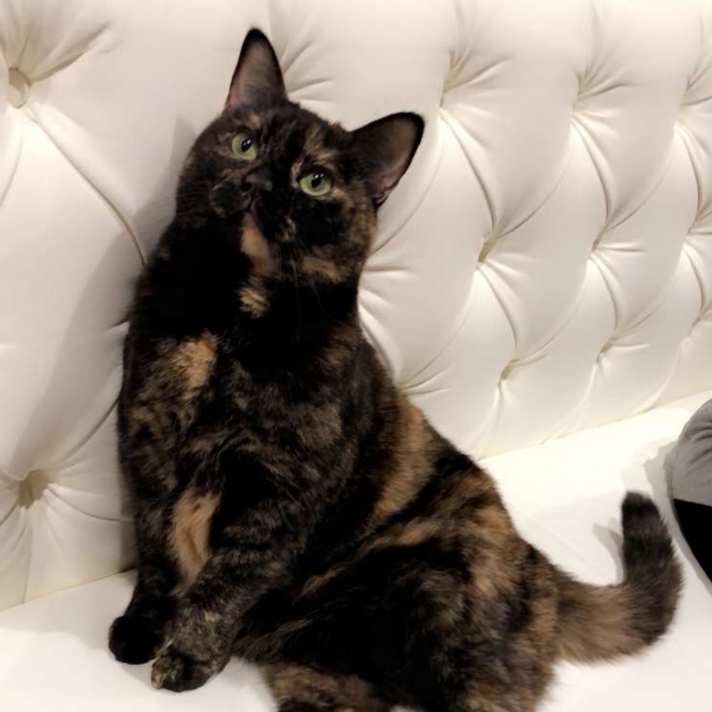 Meet your Posher, Laiba